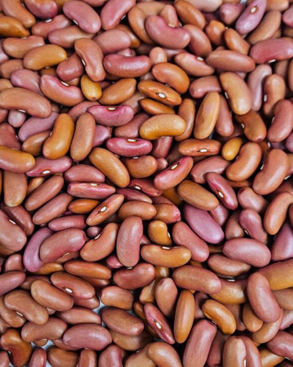 RLKB (red light kidney beans)